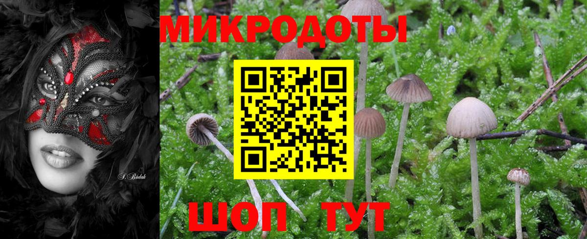 Галлюциногенные грибы Psilocybe Сертолово